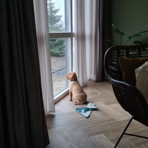 labrador pup kijkt naar buiten en went aan nieuwe omgeving