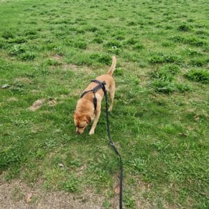 labrador wandelen met eigenaar tijdens eerste periode
