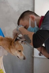 Een labrador die allergisch is wordt gecontroleerd door de dierenarts