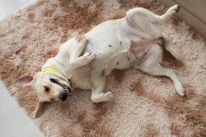 Blonde labrador ligt op zijn rug op het vloerkleed