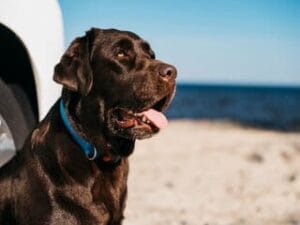 Bruine labrador op een warme dag op het strand