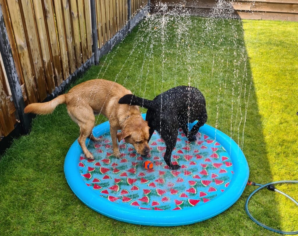 Verkoeling voor labradors om oververhitting te voorkomen