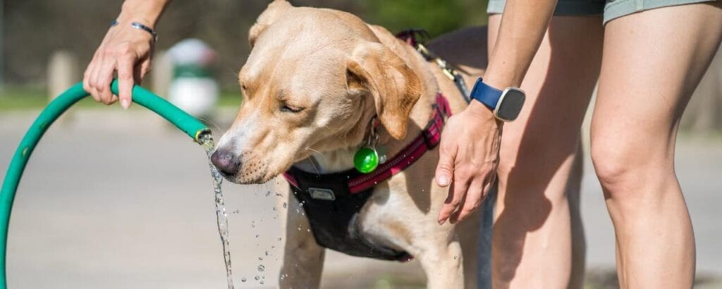 Op deze afbeelding zie je een oververhitte labrador uit een tuinslang drinken