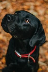 Zwarte labrador kijkt zijn baasje aan