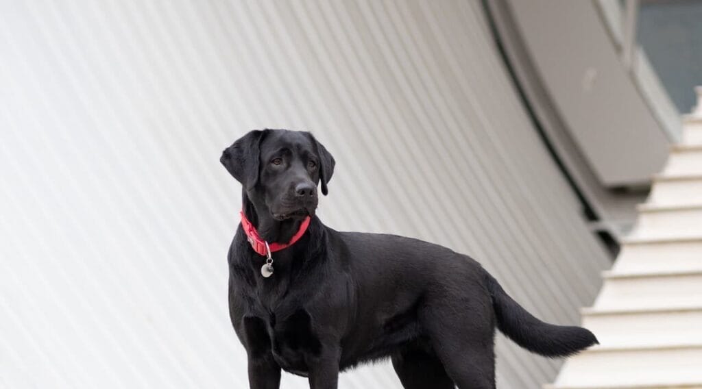 Op deze afbeelding zie je een waakse zwarte labrador