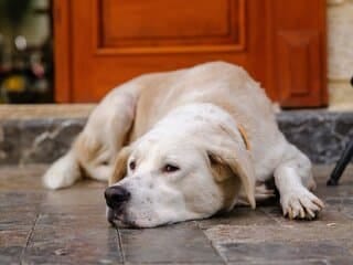 Blonde labrador rust uit op de grond