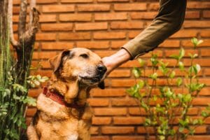 Labrador wordt aan oor geaaid