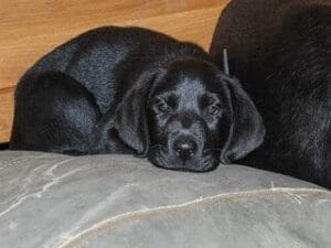 Zwarte labrador pup ligt op een kussen