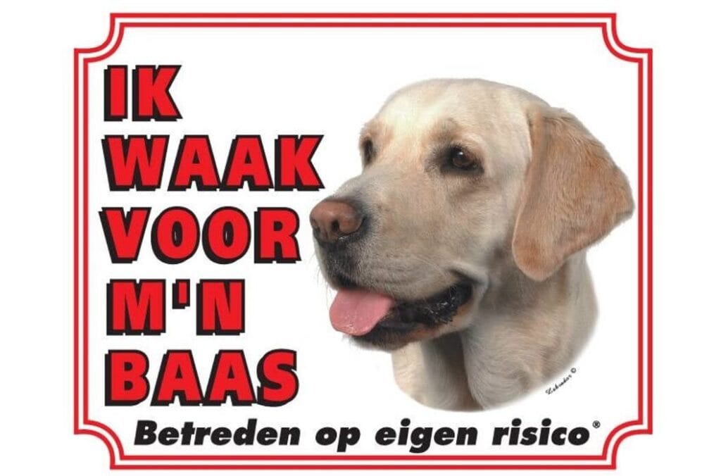 Hier waak ik blonde labrador