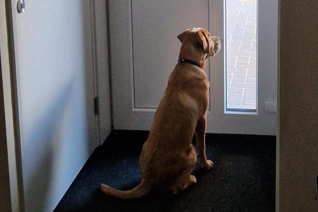 Teddy alleen thuis