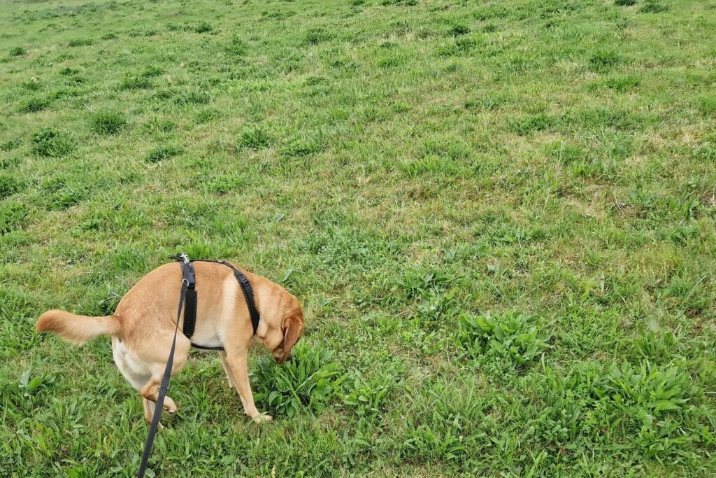 Op deze afbeelding zie je mijn labrador Teddy aanstalten maken om te krabben omdat hij jeuk heeft