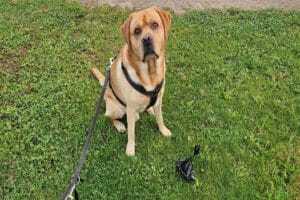 Op deze afbeelding zie je mijn labrador Teddy naast een gevuld poepzakje zitten