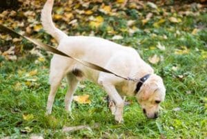 Witte labrador met hooikoorts