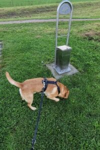 Op deze afbeelding zie je Teddy bij een hondentoilet