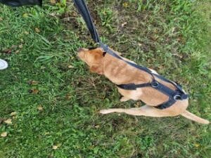 Mijn labrador Teddy zit te poepen