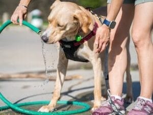 Blonde labrador drinkt water uit een tuinslang