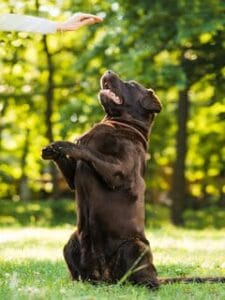 Labrador doet een kunstje