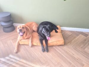 Hoe zwaar wordt een labrador?