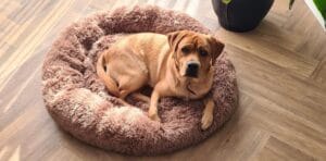 Op deze afbeelding zie je mijn labrador Teddy in een Happysnoots donut hondenmand