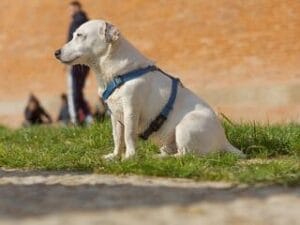 Witte labrador zit op het gras met een tuigje aan