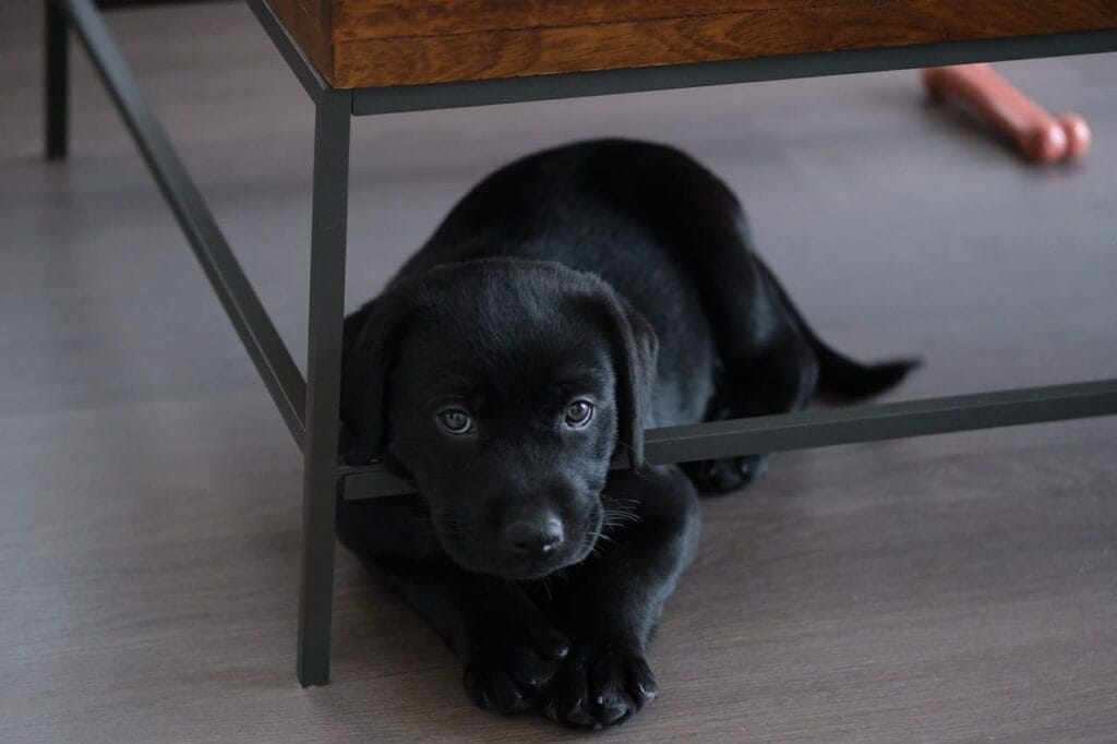 Zwarte labrador pup ligt onder tafel