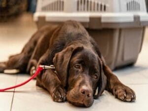 Bruine labrador ligt zielig op de grond