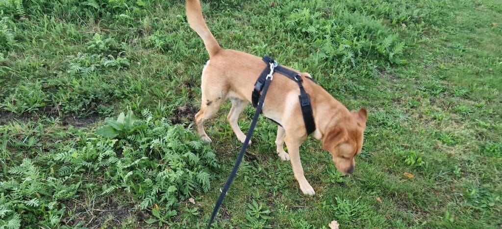 Op deze afbeelding zie je mijn labrador Teddy zijn poten vegen na het plassen