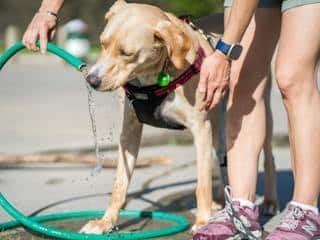 Blonde labrador drinkt uit een tuinslang