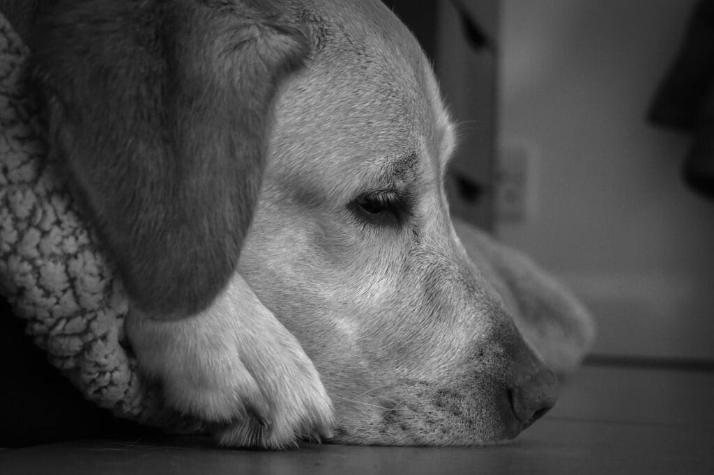 Op deze afbeelding zie je een zielige labrador met hondenhoest zielig op zijn kussen liggen