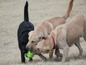 Drie labradors spelen samen