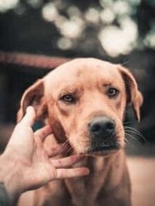 Angstige labrador wordt geaaid