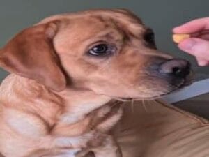 Teddy krijgt een koekje als beloning