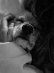 Labrador krijgt een knuffel van zijn baasje om hem minder bang te maken