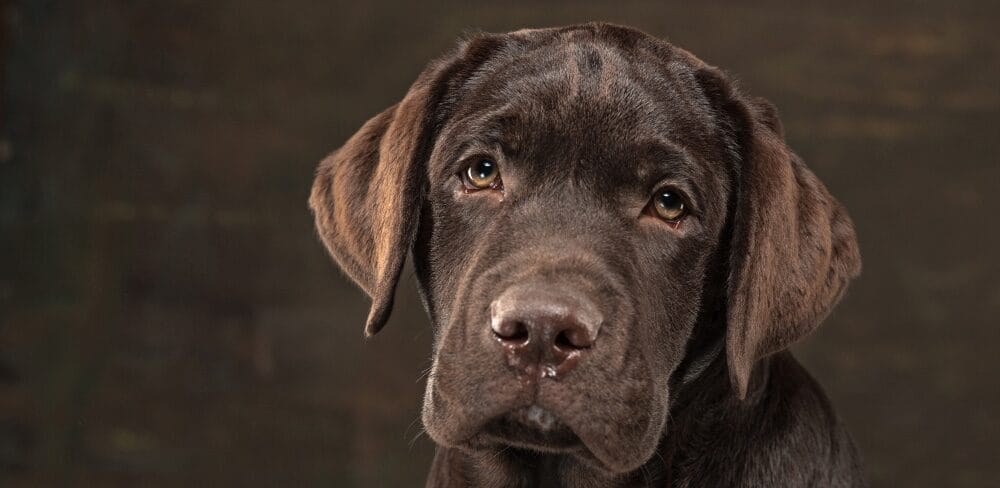 Op deze afbeelding zie je een chocoladekleurige angstige labrador retriever