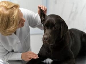 Dierenarts bekijkt oor van labrador