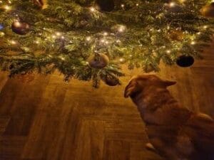 Mijn labrador Teddy staat bijna met zijn snuit in de kerstboom