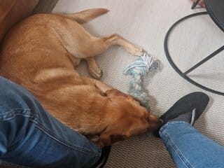 Mijn labrador Teddy ligt lekker op het vloerkleed bij mij voeten