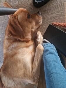 Teddy ligt tussen mijn benen