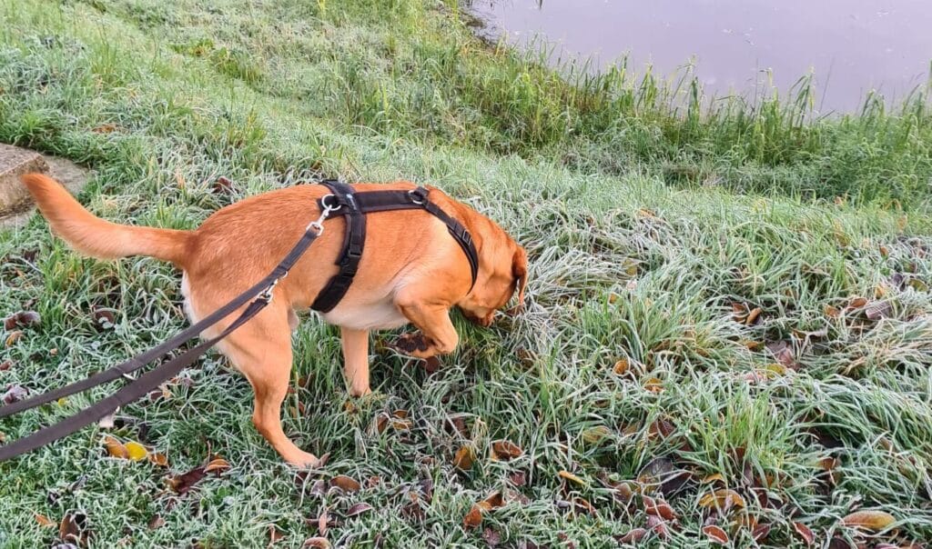 Op deze afbeelding zie je mijn labrador pootje liften