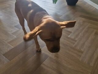 Mijn labrador Teddy schudt met zijn kop