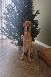 Op deze afbeelding zie je mijn labrador Teddy bij een kale kerstboom zitten