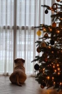 Op deze afbeelding zie je mijn labrador Teddy naast de kerstboom liggen