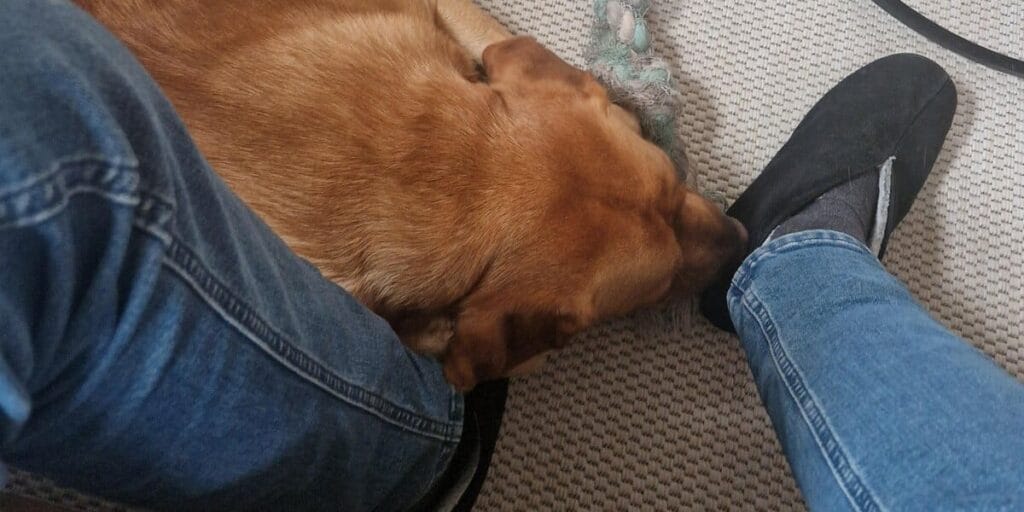 Op deze afbeelding zie je mijn labrador Teddy op mijn voeten liggen