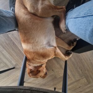 Teddy ligt onder tafel op mijn voeten