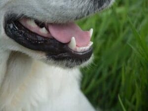 Het gebit van een blonde labrador