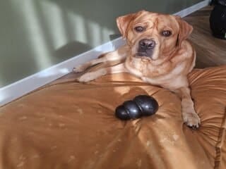 Teddy met zijn Kong Extreme