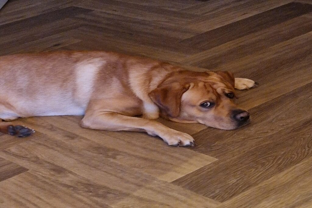Op deze afbeelding zie je mijn labrador Teddy zielig op de vloer liggen