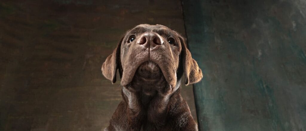 Op deze afbeelding zie je een bruine labrador op de grond liggen