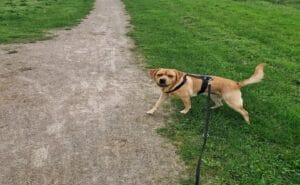 Op deze afbeelding zie je het verschil tussen een labrador werklijn en labrador showlijn
