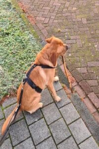 Mijn labrador Teddy heeft een stok gevonden tijdens het wandelen